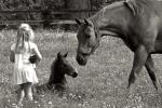 Georgia Davis looking at Fire Singer and her 2013 Duelled colt - photo by Sherry Roberts Photography